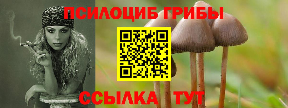 Ишимбай  Галлюциногенные грибы Psilocybe  Вход с VPN  Псилоцибиновые грибы прущие грибы 